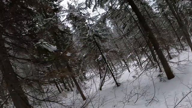 Охота на Куницу 2020г.  Работа Лаек на Куницу.
