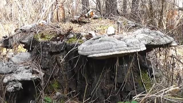 БИОСФЕРА: 191. Подкорник Берёзовый Aradus betulae