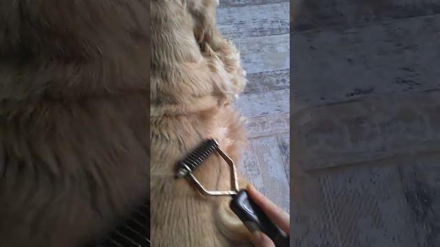 Коат Кинг