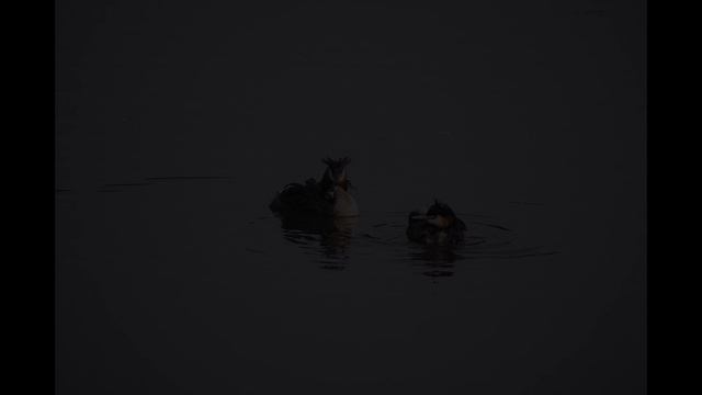 2024.06.01 Птенцы водоплавающих (кряква, огарь, чомга). Москва. Нижний Царицынский пруд