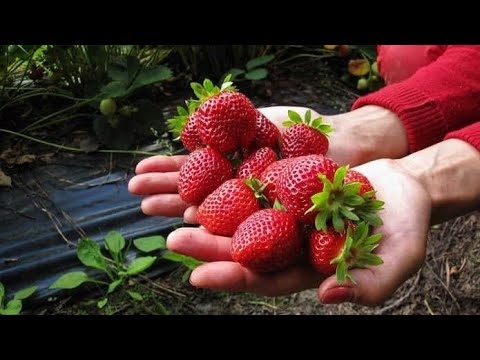 Главная подкормка для клубники перед ее цветением для обильного урожая.
