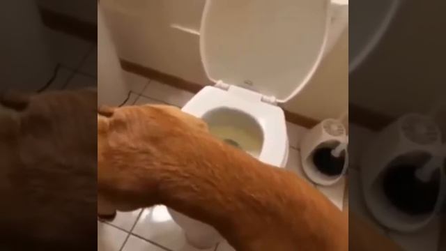 Малинуа освоила человеческий туалет