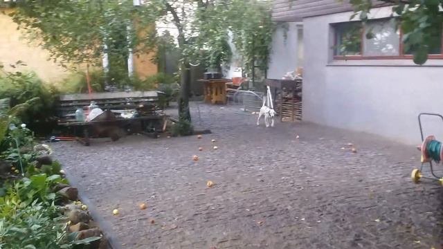 Джесси далматин