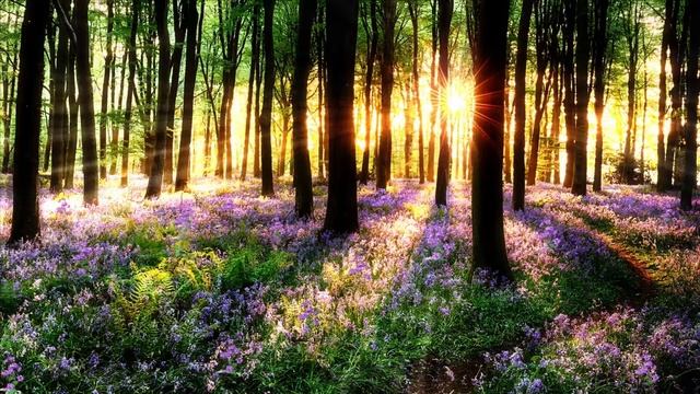 16 min. Meditation | Soothing Music | Birds Singing | Relax & Enjoy ☺️