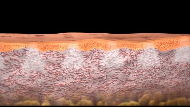 TriFractional Animation Pollogen