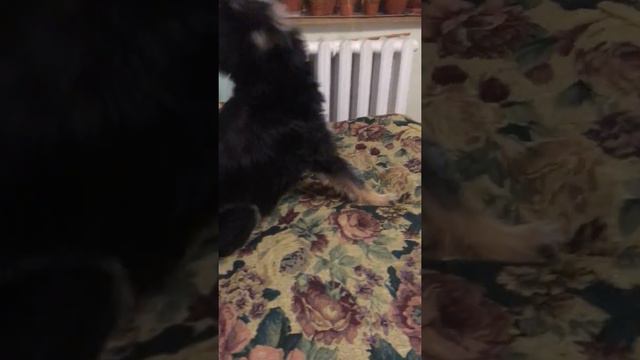 Чумачечная шабача