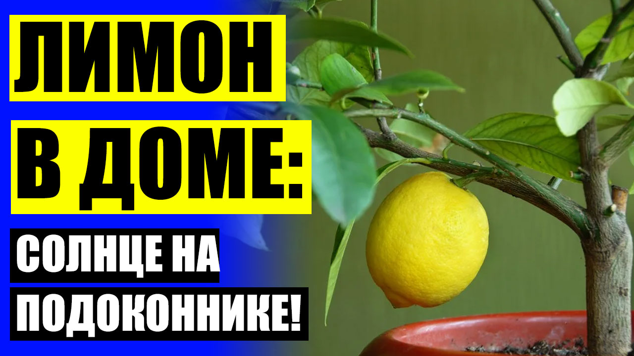 ❌ Лимонное дерево в домашних условиях купить ⛔ Как вырастить лемон ⚡