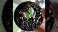 🏥 Recuperación de Echeveria Lilacina-Nursing Echeveria Lilacina Back to Health