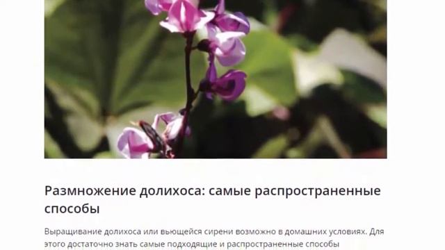 Долихос, посадка и уход в открытом грунте
