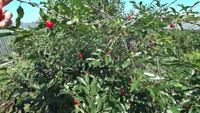 Фермерская греча. Про прививку. Насос. Цветы. Была в парикмахерской. Пришел выигрыш бабушки.