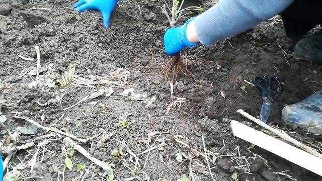 Что посадить в апреле ? Саженцы смородины сажаем правильно