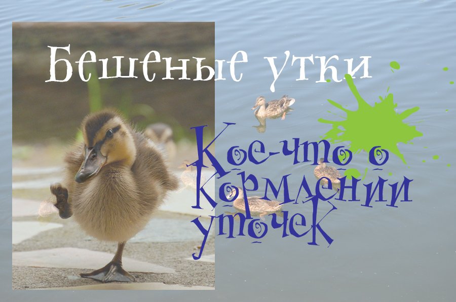 Бешеные утки