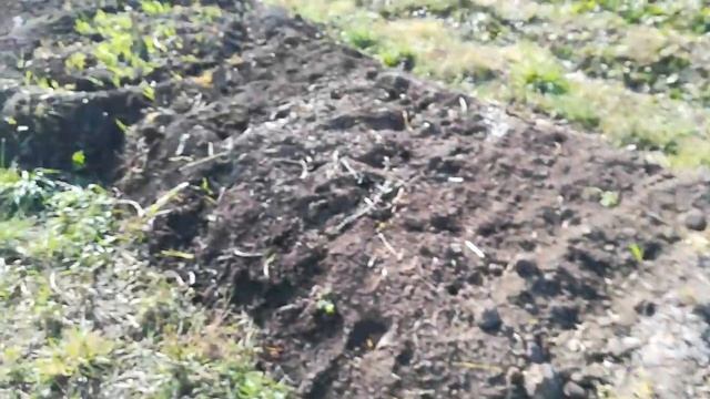Реальные сроки посадки чеснока