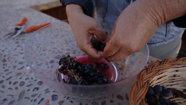 Cómo y por qué medir los grados Brix o azúcar de la uva antes de cosechar