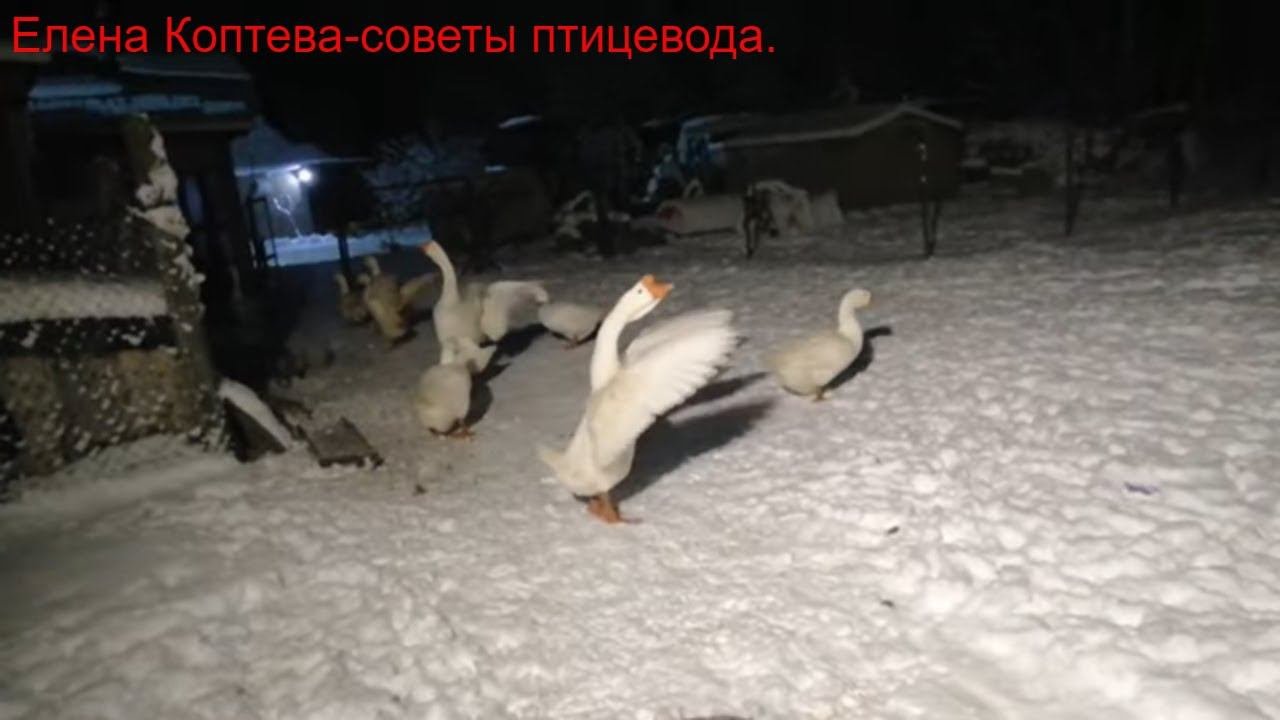 Вечерний обзор. Гусей нет,абсолютно!!!!!!!!!!!!