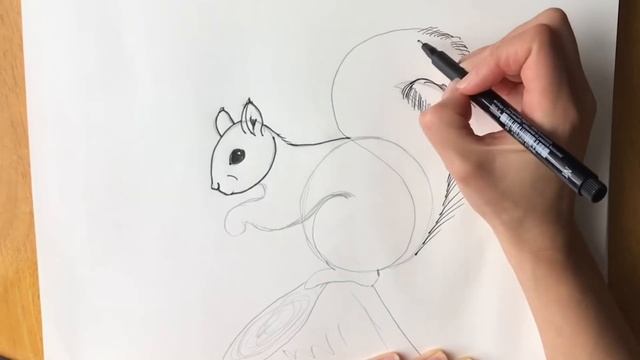 Beginners - how to draw a squirrel