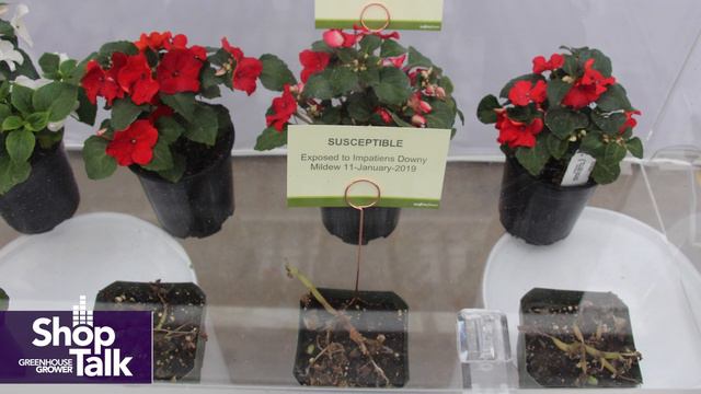 California Spring Trials 2019: Syngenta Flowers’ Imara XDR Impatiens