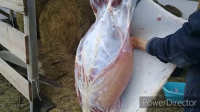 как зарезать БАРАНА от А до Я,  по-татарски