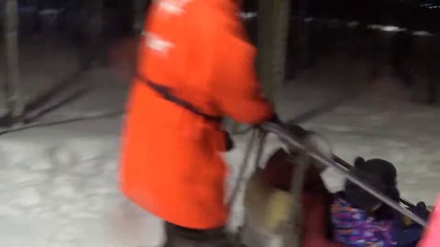 Собаки в упряжке