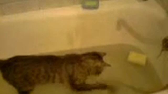 кот любит купаться:)