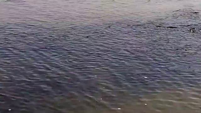 речка Донок зашла на нерест рыба шамайка