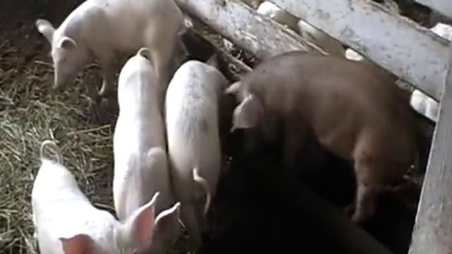 Наши свинтусы и цыплаки