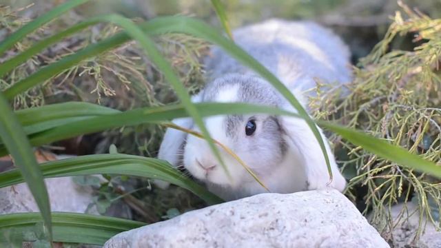 один день из жизни моих кроликов