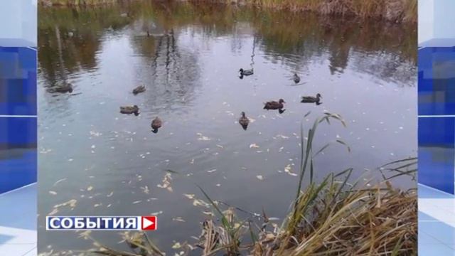 Один из прудов Самары восстановят к сентябрю