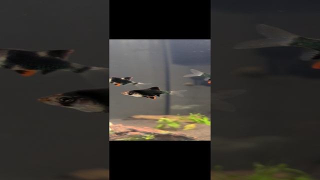 Барбус мутант мшистый
.TS.mp4