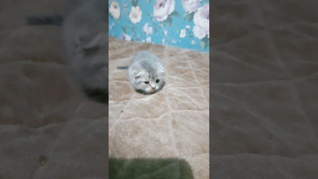 А у вас есть домашние животные?💘💓