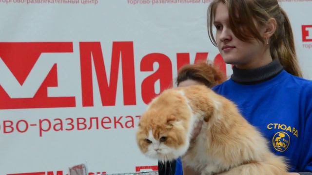 Питомник Остров Кошек, WCFринг у Синицы (КЛК Микс, Тула)