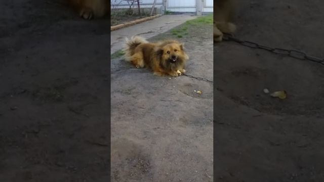 Прикол. Рыжая собака грызёт сухарик