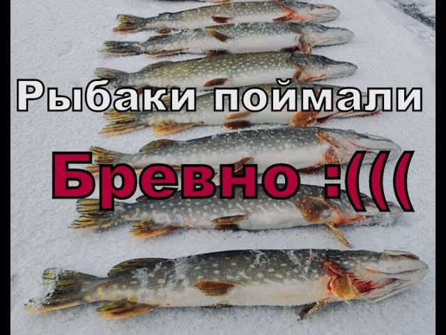 АТАКИ ЗУБАТЫХ !!!! Щука 20.04.2019г.