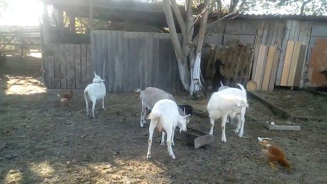 Кормушка для коз для сена.
