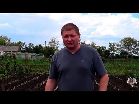 Результаты высадки черенков в школку