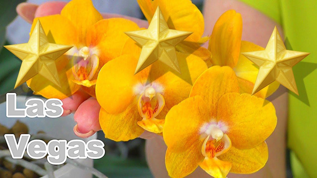 Тайны Лас Вегас. Они МУТАНТЫ // Капризы Элитных орхидей фаленопсис...