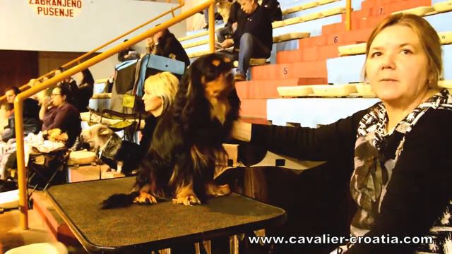 Cavalier King Charles Spaniel breeder Kavaliri hrastove šume