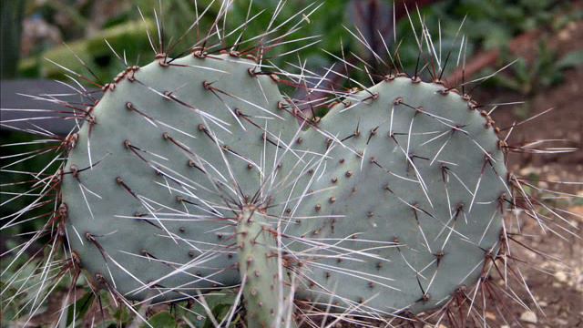 Cacti.wmv