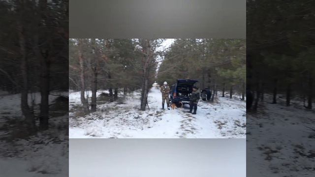 Охота с русским гончими на зайца русака.