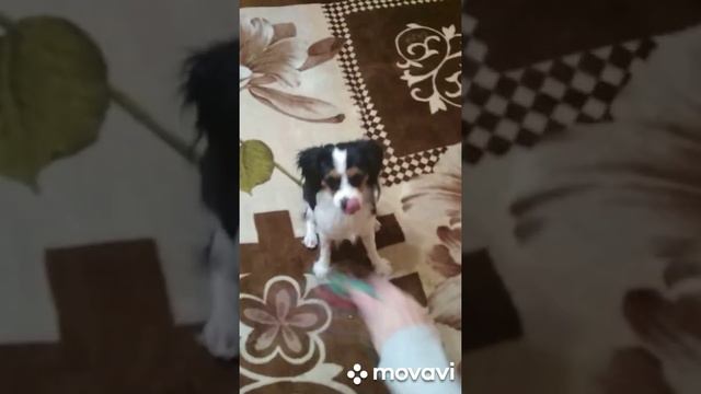 44. Кавалер Кинг Чарльз Спаниель