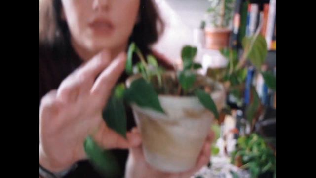 My Philodendron Collection 🌿 || January 2020