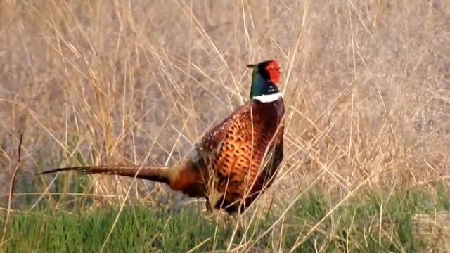 Фазан - осторожная птица.  Pheasant is a careful bird.