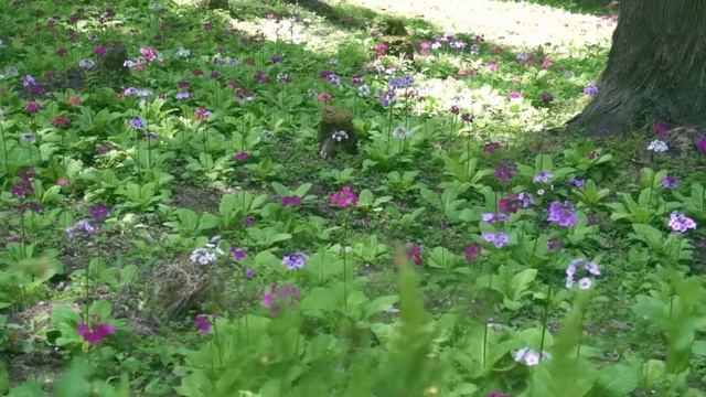 Primula Japonica Flower in Takayama / クリンソウ 花の森四十八滝山野草花園 / SONY RX100M5 + PILOTFLY C45
