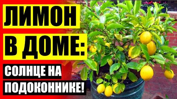 ❌ Как выращивать лимон из косточки в домашних условиях