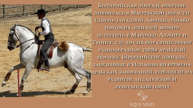 БЕРБЕРИЙСКАЯ ПОРОДА |07| EQUI VIVO