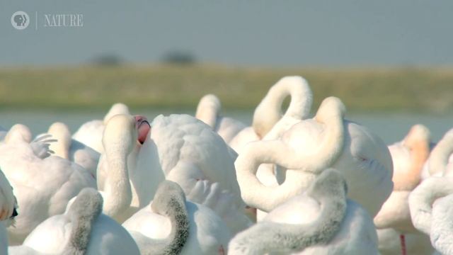Flamingos Feed After the Rains