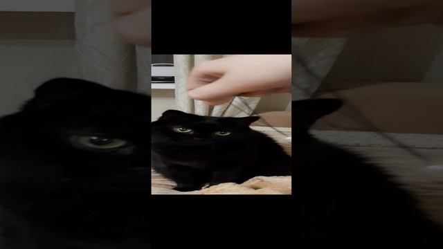 Кот