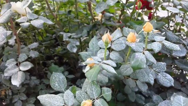 №38 Роза Абрахам Дерби, Парблю, Голден Селебрейшен, Дип Импрешн, Фальстаф!.mp4