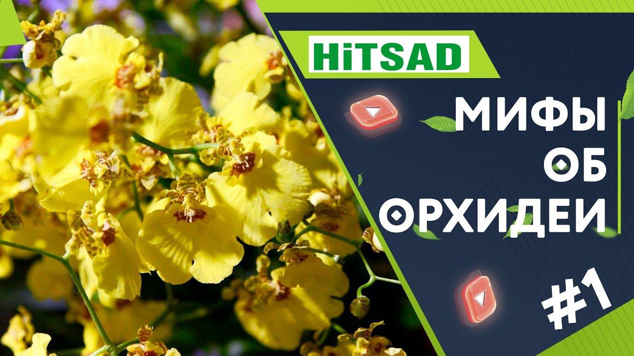 Ошибки При Выращивании Орхидеи  Мифы и Заблуждения Об Орхидеях  Часть 1