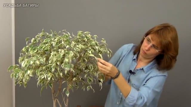 Плоское плетение фикуса Бенджамина ч.5.